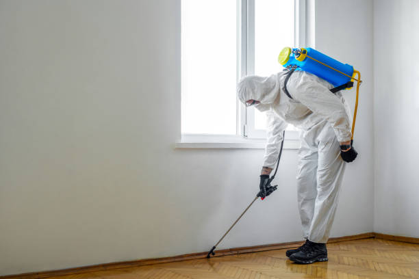 Best Wasp Removal Services  in Ruthers, CA