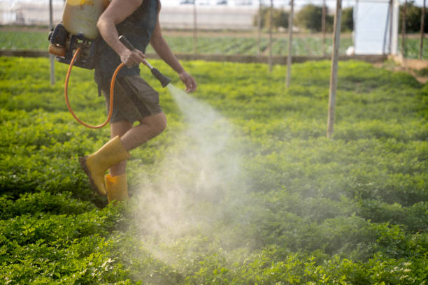 Best Affordable Pest Control Services  in Ruthers, CA