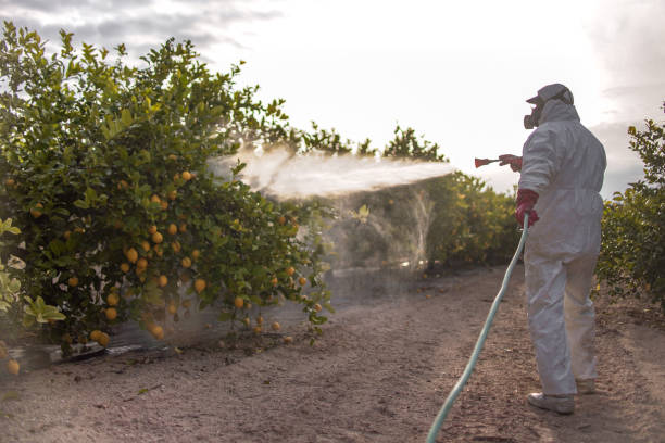 Best Rat Extermination Near Me  in Ruthers, CA