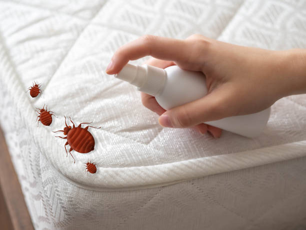 Best Emergency Pest Control  in Ruthers, CA